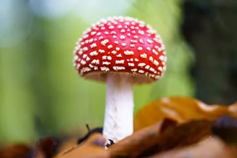 Red toad stools actual name - Fly Agaric (Amanita muscaria) Stock Photos