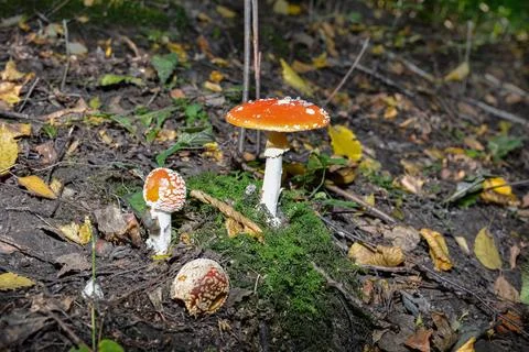 Red toad stools actual name - Fly Agaric (Amanita muscaria). Stock Photos