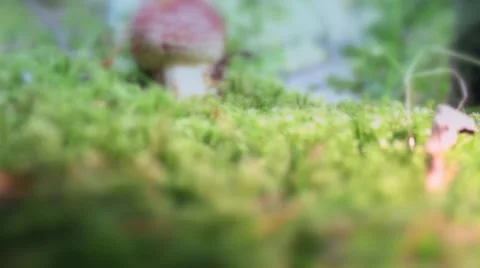 Red toadstol magic mushroom tilt up shot Stock Footage 41756575