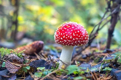 Red Toadstool in close-Up view in natural environment. Stock Photos