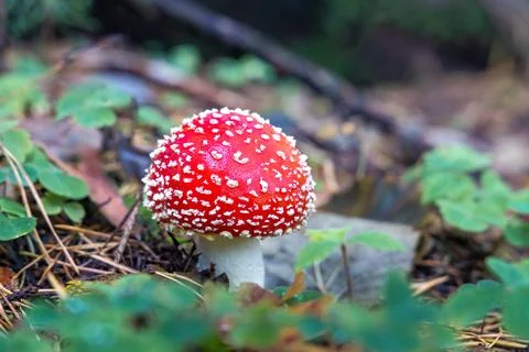 Red Toadstool in close-Up view in natural environment. Stock Photos