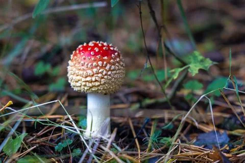 Red Toadstool in close-Up view in natural environment of autumn forest. Stock Photos