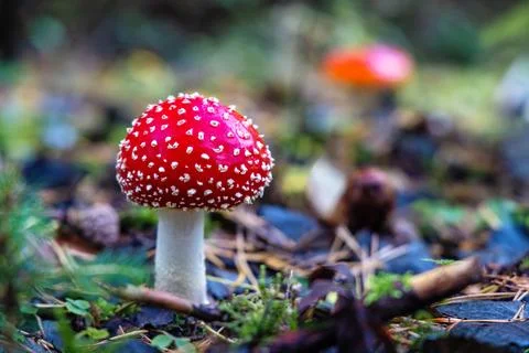 Red Toadstool in close-Up view in natural environment of autumn forest. Foto stock
