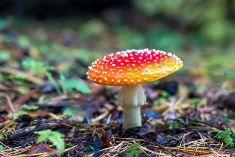 Red Toadstool in close-Up view in natural environment of autumn forest. Stock Photos