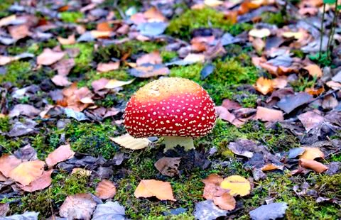 Red toadstool on a forest background. Stock Photos
