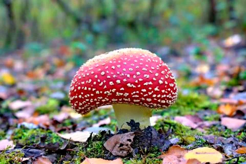 Red toadstool on a forest background. Stock Photos