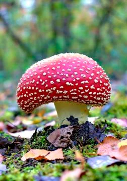 Red toadstool on a forest background. Stock Photos