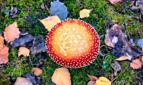 Red toadstool on a forest background. Stock Photos