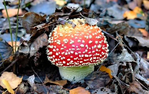 Red toadstool on a forest background. Stock Photos
