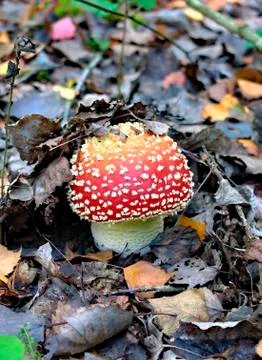 Red toadstool on a forest background. Stock Photos