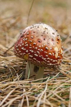 Red toadstool on forest floor Stock Photos