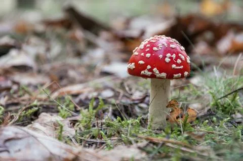 Red toadstool in a forest Stock Photos
