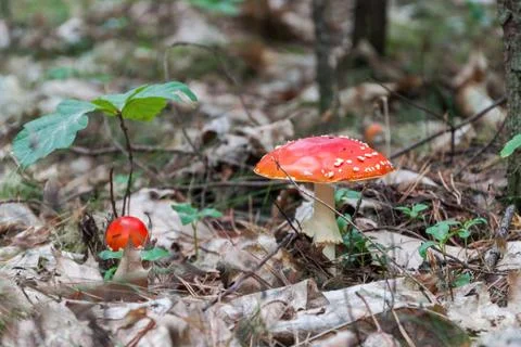 Red toadstool in a forest Stock Photos