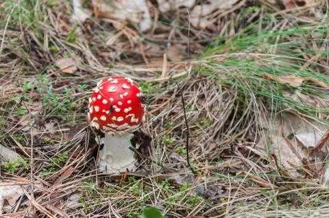 Red toadstool in a forest 스톡 사진