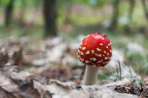 Red toadstool in a forest Stock Photos