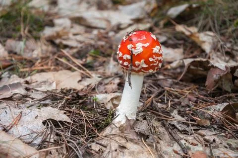 Red toadstool in a forest Stock Photos