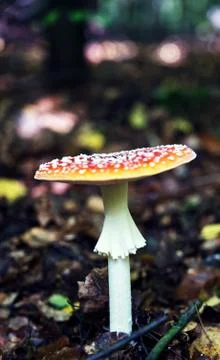 Red toadstool in the forest. Stock Photos