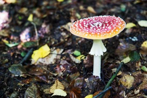 Red toadstool in the forest. Stock Photos