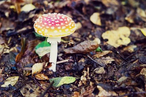 Red toadstool in the forest. Stock Photos