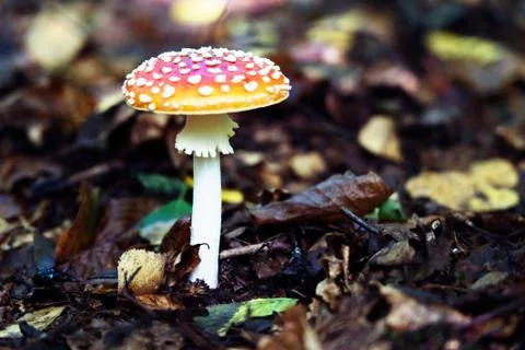 Red toadstool in the forest. Stock Photos