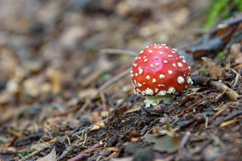 Red toadstool in a forest 스톡 사진