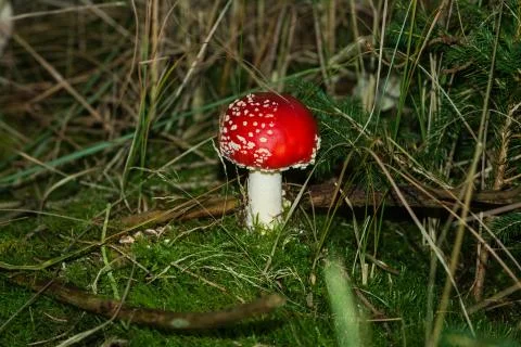 Red toadstool on the ground Stock Photos
