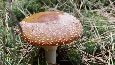 Red Toadstool Hat in Mossy Ambiance Stock Footage 255462515