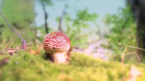 Red toadstool magic mushroom still shot Stock-Footage 41756153