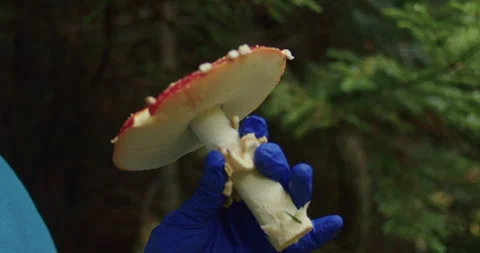 Red toadstool mushroom in forest setting. Close-up shot with natural background Vídeos de archivo 272496002