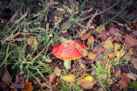 Red toadstool mushroom with white spots Stock Photos