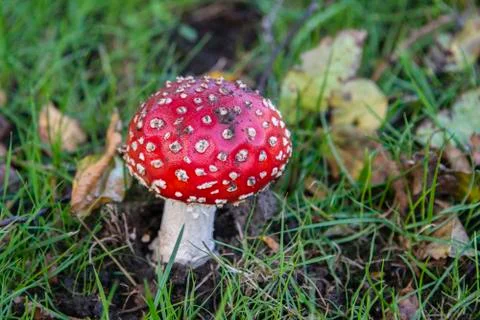 Red toadstool 스톡 사진