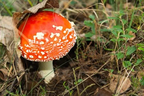 Red toadstool Stock Photos