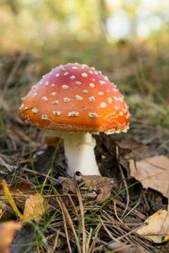 Red toadstool Stock Photos