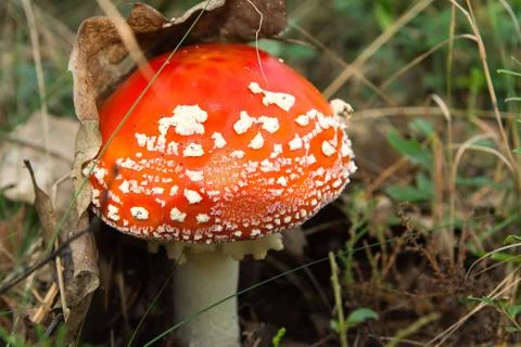 Red toadstool Stock Photos