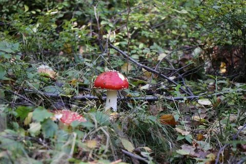 Red toadstool Stock Photos