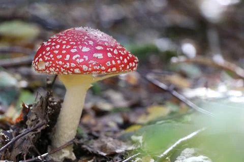 Red toadstool Stock Photos