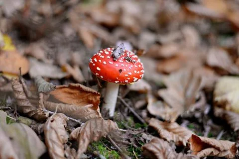 Red toadstool Stock-Fotos