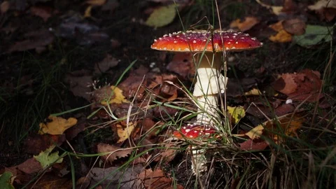 Red Toadstool In Rain On Forest Floor In Autumn UK Stock Footage 119260736
