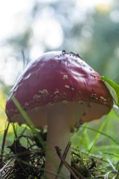 Red toadstool viewed from below Stock Photos