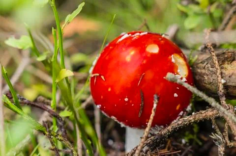 Red toadstool in the woods Stock Photos