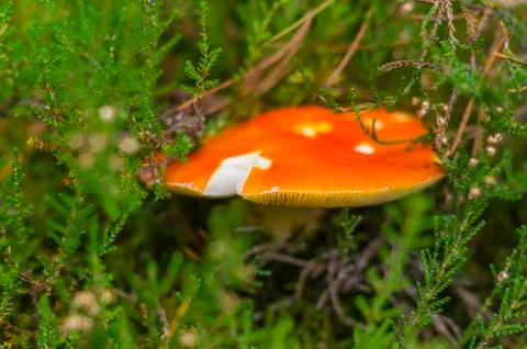 Red toadstool in the woods Stock Photos