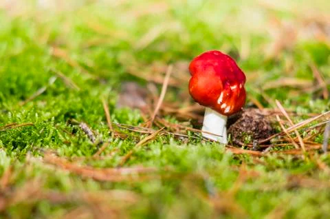 Red toadstool in the woods Stock Photos