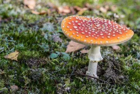 Red toadstool in the woods Stock Photos