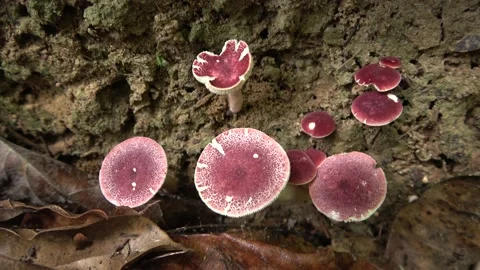 Red toadstools, Malaysia Stock Footage 135719085