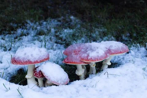 Red toadstools peek through fresh snow beneath a spruce tree, creating a pi.. Stock Photos