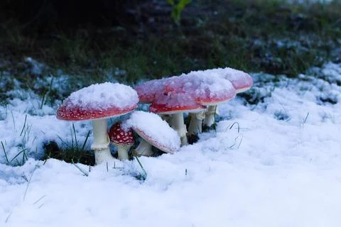 Red toadstools peek through fresh snow beneath a spruce tree, creating a pi.. Stock Photos