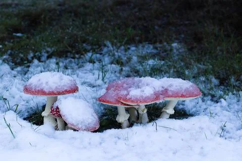 Red toadstools peek through fresh snow beneath a spruce tree, creating a pi.. Stock Photos