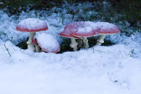 Red toadstools peek through fresh snow beneath a spruce tree, creating a pi.. Stock-Fotos