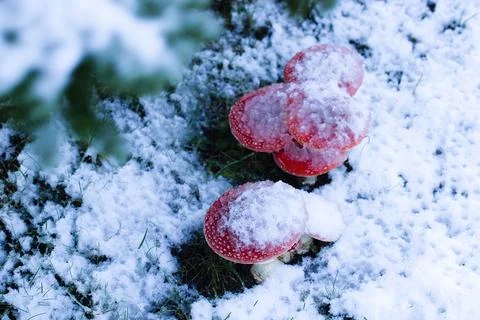 Red toadstools peek through fresh snow beneath a spruce tree, creating a pi.. Stock Photos