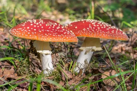 Red toadstools in the woods Stock Photos